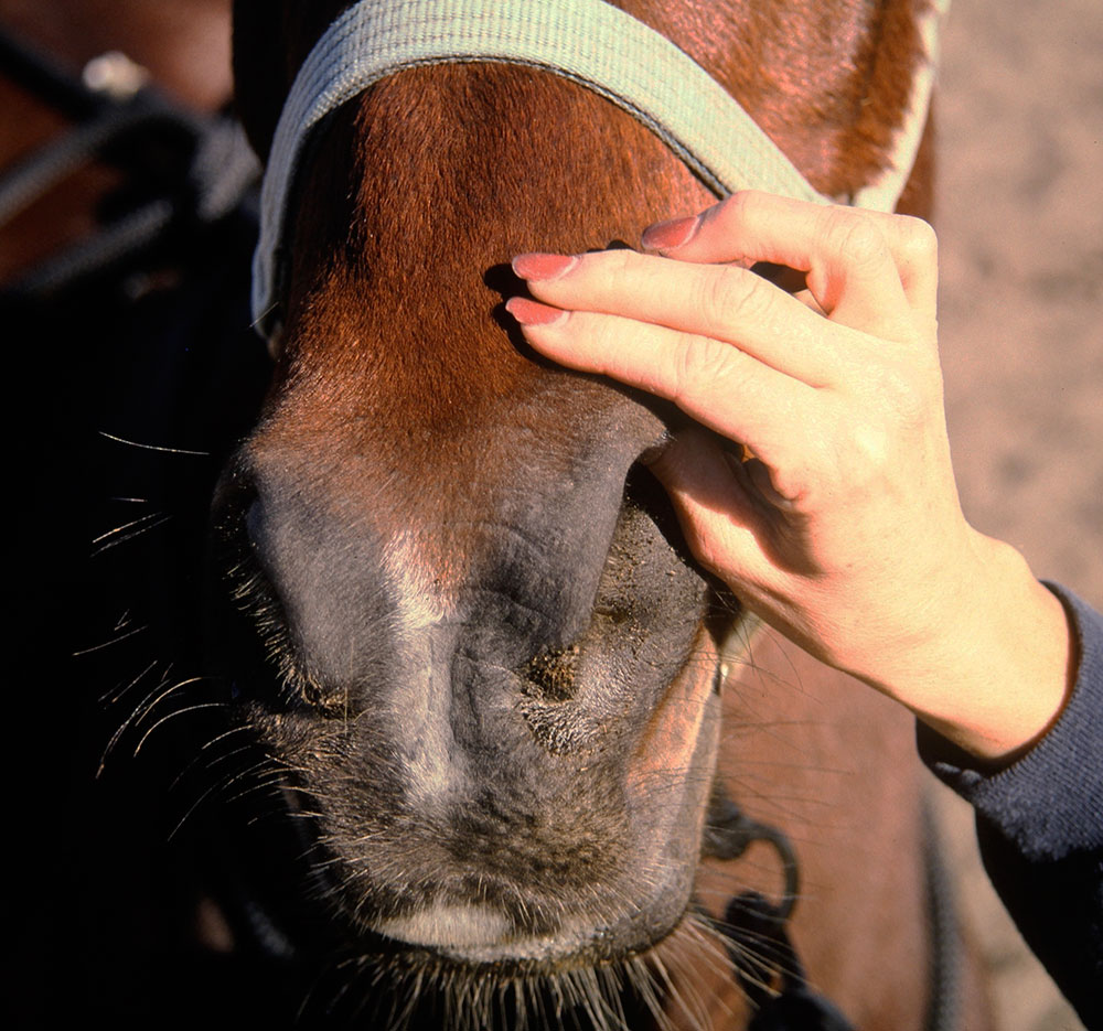 EquineBlog_NoseMassage