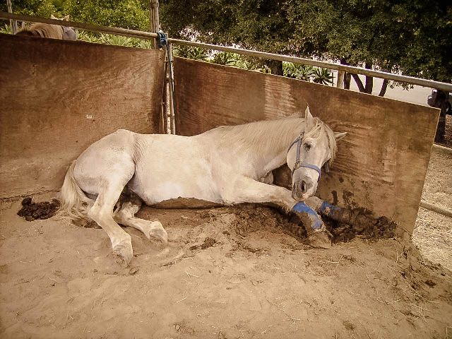 Horse Rescue Blog