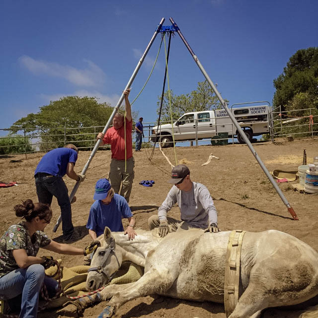 Horse Rescue Blog